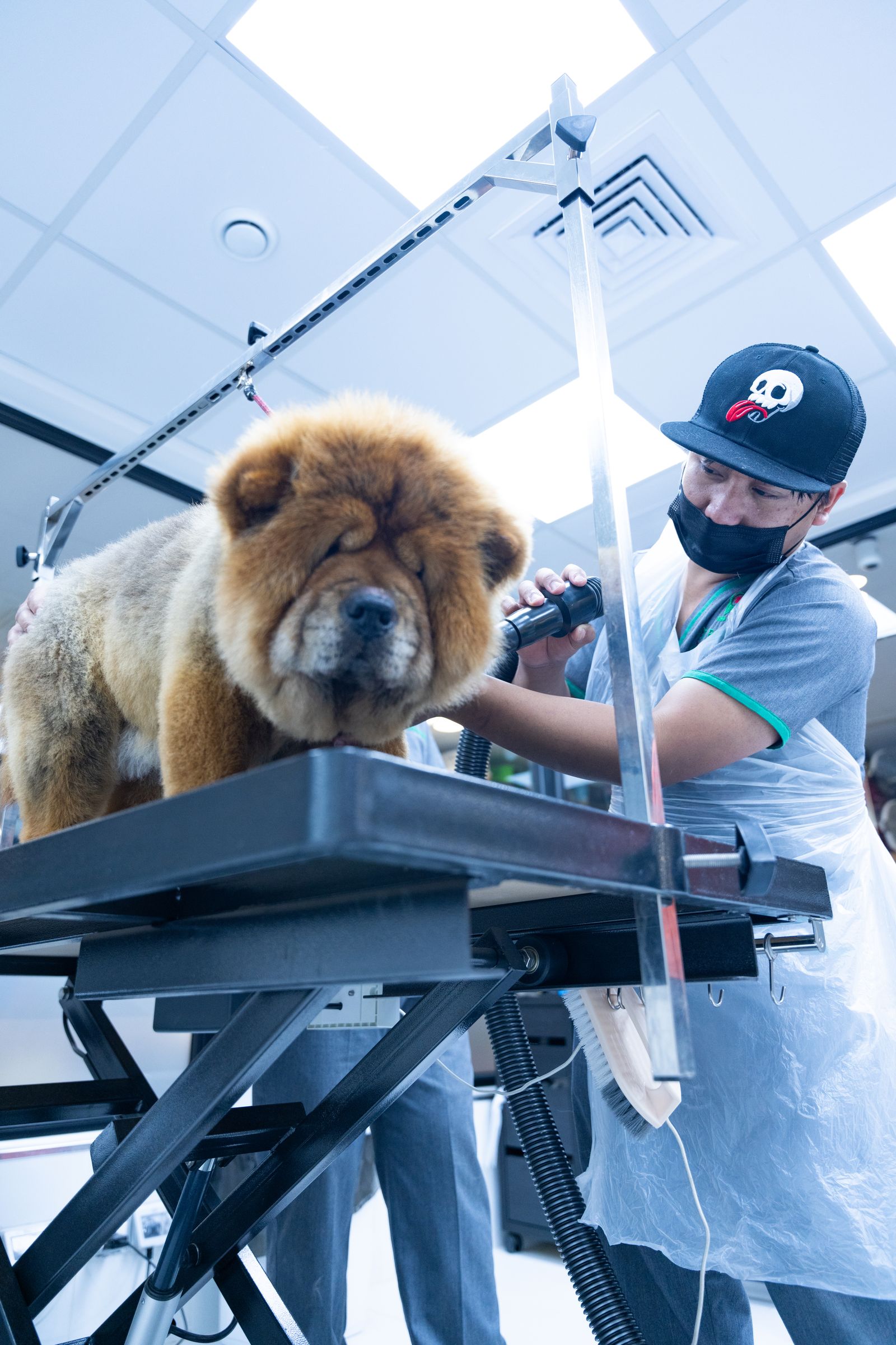 Um cão Chow Chow recebendo cuidados e estética em uma clínica veterinária por um tosador de máscara.