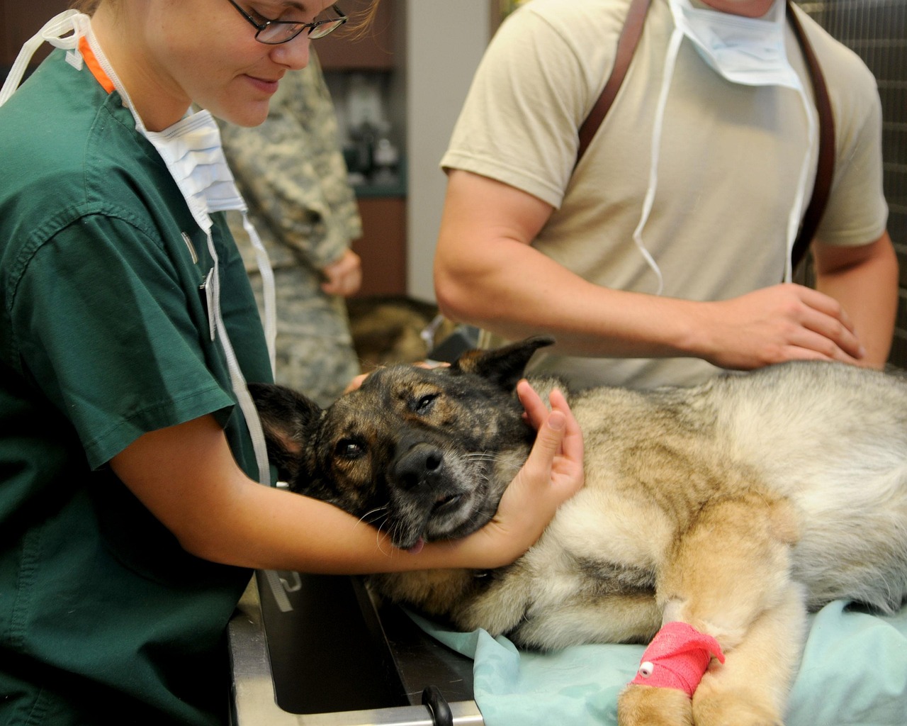 veterinary, clinic, veterinarian, dog, patient, animal, canine, pet, comforting, care, medicine, medical, brown dog, nature, brown animals, brown medical, brown medicine, brown care